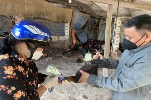 Cung ứng 418 liều vaccine tiêm phòng gia súc, gia cầm