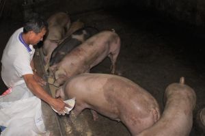 Từ đầu năm đến nay, thức ăn chăn nuôi 6 lần tăng giá