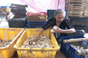 Giá sản phẩm chăn nuôi tăng, người nuôi vẫn gặp khó khăn