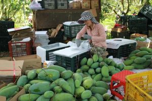 Nghịch lý thừa, thiếu trái cây tươi