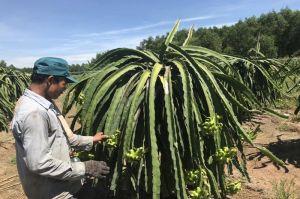 Hàng trăm ha thanh long ruột đỏ bị chặt bỏ