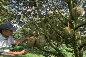 Huyện nông thôn mới kiểu mẫu đầu tư cho sản phẩm OCOP
