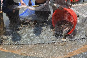 Giá trị sản xuất nông, lâm, thủy sản của tỉnh đạt gần 22.800 tỷ đồng