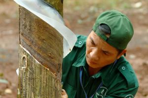 Nông trường Cẩm Mỹ giành giải nhất hội thi Bàn tay vàng khai thác mủ