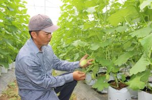 Trồng dưa lưới trong nhà màng, kiếm tiền tỷ mỗi năm
