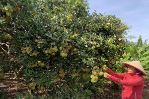 Cung cấp ra thị trường hơn 50 ngàn tấn chôm chôm