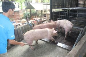 Giá heo hơi vượt mốc 70 ngàn đồng/kg