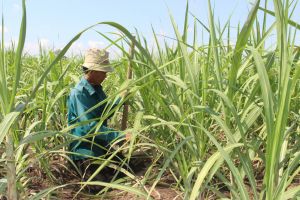 Huyện Nhơn Trạch thu hẹp dần diện tích mía