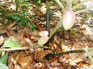 2011-2015 코코아나무 개발프로그램: 구체적인 계획 정책이 필요한다