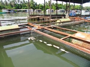 비엔화시의 물고기를 기르는 사람를위한 어떤해법있나