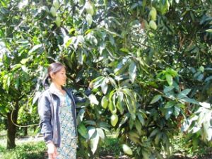 푸리(Phu Ly) 망고 제품을 소비자에게 가져온다