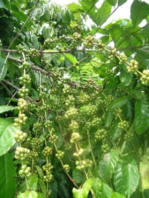 2010年の最初の６ヶ月間：ドンナイ（Dong Nai）省の輸出はいい。