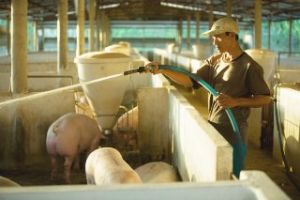 未来、家畜家禽・植物の疫病の予防の計画を立て