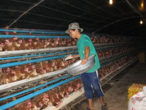 20ヵ所の飼育が疫病について安全であると承認された。