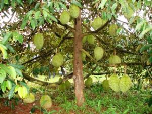 ロンカン果物製にブランドを早く築くべき