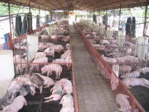 1800の農村衛生工事の建設の補助　