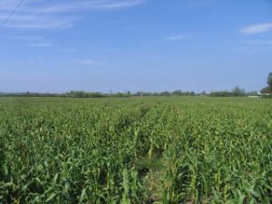 カムミー（Cam My）県では農業・農村の工業化・現代化のプログラムを強化している。