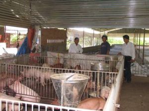 家畜の餌が高く値上がりしているものだから、飼育者が困難に陥って