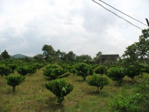 農民会の融資グループの生産発展融資展開からの効果