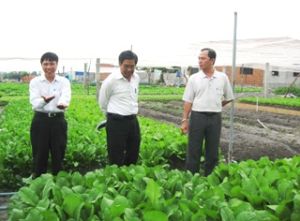 農業・農村開発省は安全性野菜部門に関する良い生産実行パイロットモデルを実施する契約を結ぶ