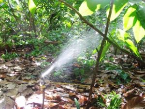 約4000ヘクタールの主要な植物が節水灌漑システムを使用され