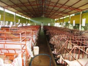 2011年の飼育部門の産量価値が6.92％増加すると予想