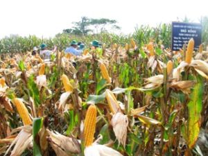 2011년 – 2015년 단계 동나이(Dong Nai) 성 새로운 농촌 건설 국가 목표 프로그램을 위한 홍보 계획 진행