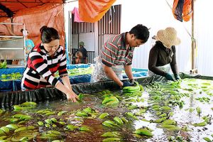 Gia huong바나나는 본격적으로 수출한다: “문”을 열린다