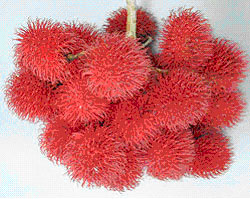 ドンナイ省の文化点