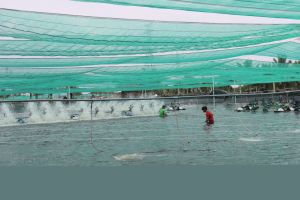 하이테크 새우를 양식한다.