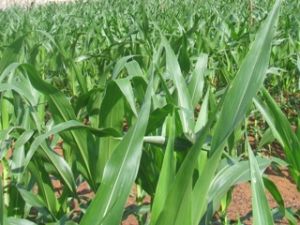 約２５０００ヘクタールのトウモロコシが夏秋の収穫の間に栽培され