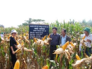 2015年まで２２％の諸村が新農村基準に達し