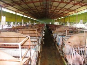 ２０１１～２０１３年の段階における農業保険実施を指導