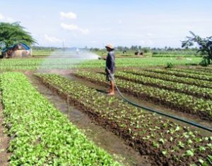 ２０１１年度の収穫は約６万３千ヘクタール面積の栽培