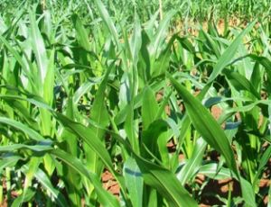 斑点病に感染する約８００ヘクタールのトウモロコシ