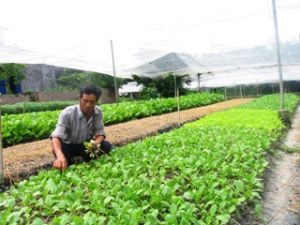  ドンナイ（Dong Nai）省の最初の野菜協同組合がVietGap証明書が与えられ