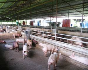 省内で家畜家禽の飼育関係規定を制定