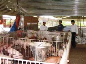 トンニャッ（Thong Nhat）県では安全性飼育規程が評価され