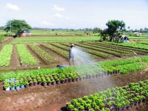 野菜の上で細菌の病気を予防