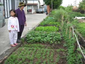 自宅で野菜の栽培は有用な仕事