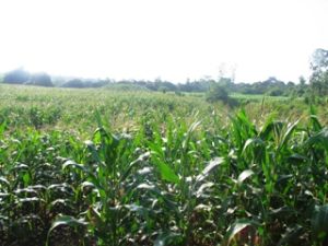 ２０１１～２０１５年の段階における農業発展企画とスアンロック（Ｘｕａｎ　Ｌｏｃ）県の２０２０年まで向きを許可