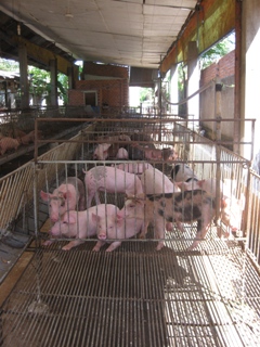 西和乡农民协会与优秀经营生产和互助减少贫困的竞赛活动。