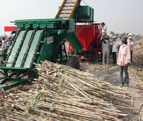 2010年甘蔗季节农民大赢。