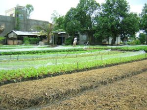 为农民扶持的贴息贷款资金日益扩展