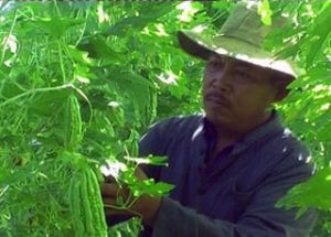 7分安全苦瓜的种植取得8000万元的利润。