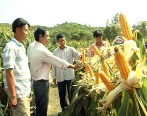 如何提高农产品的价值？