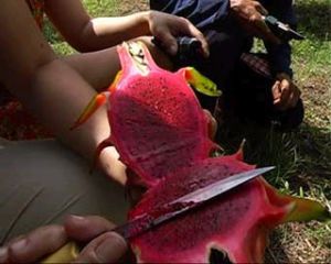 火龙果专业种植区严重缺乏电力。