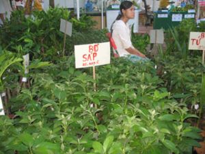 农民种鳄梨树(牛油果)可以致富？