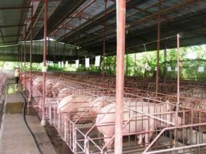 同奈农业继续发展，为2010 年“起飞”创造前提。