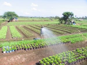 省农民会发挥集体经济角色。